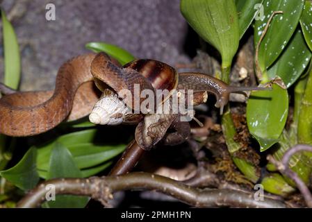 Pareas carinatus, Gekielte Schneckennatter, lumaca keeled mangiare serpente Foto Stock