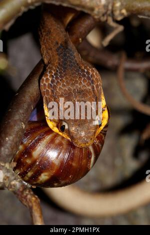 Pareas carinatus, Gekielte Schneckennatter, lumaca keeled mangiare serpente Foto Stock