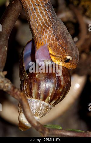 Pareas carinatus, Gekielte Schneckennatter, lumaca keeled mangiare serpente Foto Stock