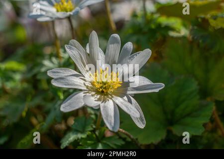 Carolina Anemone (Anemone caroliniana) fiore selvatico con lunghi petali bianchi lucidi e da 10 a 20 stampini gialli e filamenti. Foto Stock