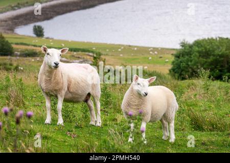 Pecore e agnello in piedi in un prato con cardi nelle Highlands, Scozia, Regno Unito Foto Stock