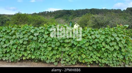 I cetrioli sono cresciuti in suolo organico aperto usando la griglia come supporto Foto Stock