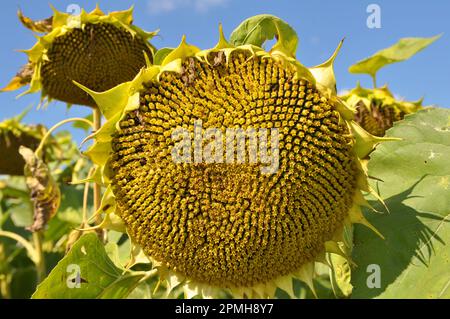 In tarda estate il girasole matura sul campo della fattoria Foto Stock