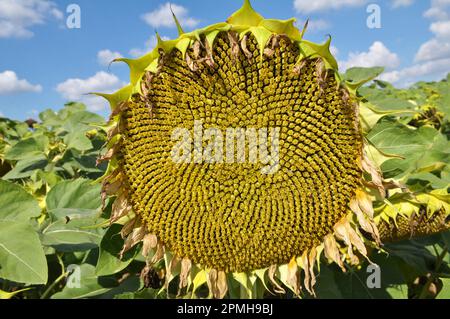 In tarda estate il girasole matura sul campo della fattoria Foto Stock