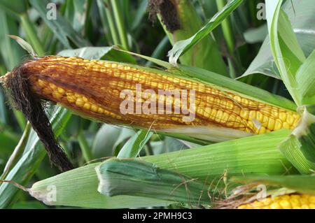 COB di mais giovane di maturità del latte Foto Stock