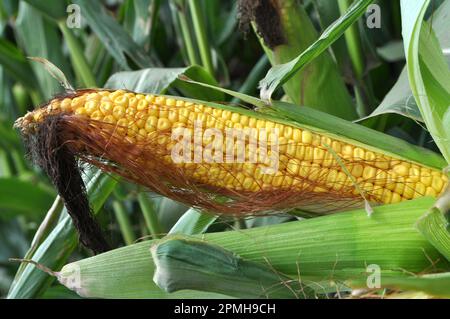 COB di mais giovane di maturità del latte Foto Stock