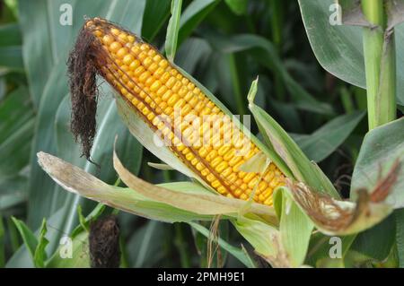 COB di mais giovane di maturità del latte Foto Stock