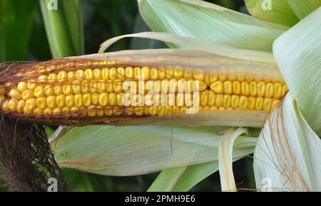 COB di mais giovane di maturità del latte Foto Stock