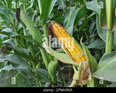 COB di mais giovane di maturità del latte Foto Stock