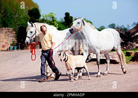 Contadino con 2 cavalli e una capra, Alsazia, Francia Foto Stock