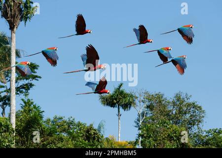 Macaws rosso-e-verde (Ara chloropterus) che volano sopra la foresta pluviale, Parco Nazionale di Manu, Amazzonia peruviana, Perù, Sud America Foto Stock