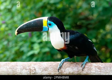 Toucan dalla gola bianca (Ramphastos tucanus), Manu National Park Cloud Forest, Perù, Sud America Foto Stock