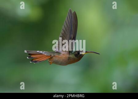 Eremita di petto di Rufous (Glaucis hirsutus), un tipo di colibrì, in volo, Manu National Park, Peruvian Amazon Cloud Forest, Perù, Sud America Foto Stock