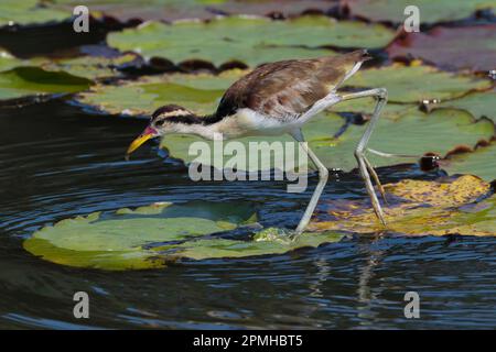 Jana Jattled giovanile (Jacana jacana) camminando sulle foglie di ninfee, Parco Nazionale di Manu, Amazzonia peruviana, Perù, Sud America Foto Stock