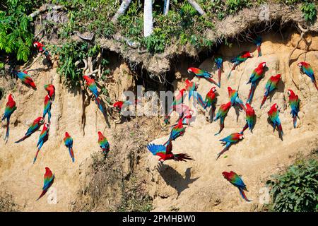 Macaws rosso-e-verde (Ara chloropterus) a crick di argilla, Manu National Park, Amazzonia peruviana, Perù, Sud America Foto Stock