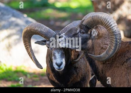 Ona Vidal. Muflon. Due combattimenti di muflon e con le sue teste insieme. Muflons con corna rotonda grande. Il muflon delle Montagne Rocciose è una specie di corno grande Foto Stock