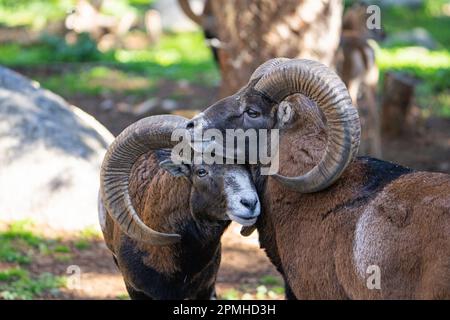 Ona Vidal. Muflon. Due combattimenti di muflon e con le sue teste insieme. Muflons con corna rotonda grande. Il muflon delle Montagne Rocciose è una specie di corno grande Foto Stock