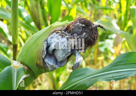 Pianta di mais malata colpita dal fungo Ustilago zeae Unger Foto Stock