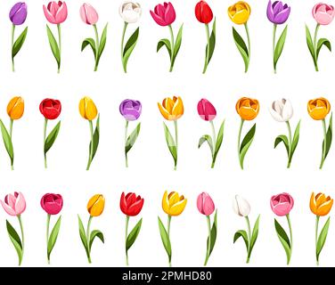Tulipani colorati. Set di fiori di tulipano isolato su sfondo bianco. Illustrazione vettoriale Illustrazione Vettoriale