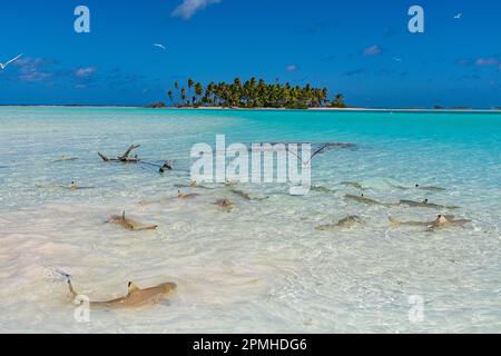 Squali neri della barriera corallina nella Laguna Blu, atollo di Rangiroa, Tuamotus, Polinesia Francese, Sud Pacifico, Pacifico Foto Stock