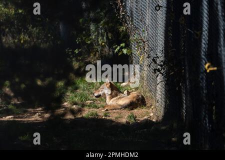 Ona Vidal. Lupo marrone e grigio, sdraiato con gli occhi chiusi. I lupi sono carnivori, preferiscono mangiare grandi mammiferi con zoccoli come cervi, alci, biso Foto Stock