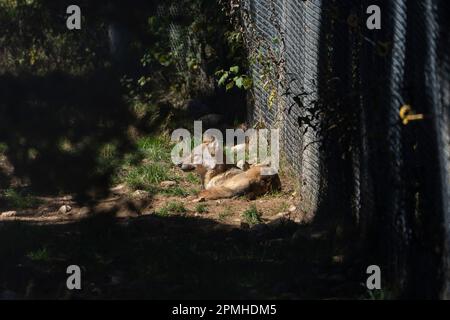 Ona Vidal. Lupo marrone e grigio, sdraiato con gli occhi chiusi. I lupi sono carnivori, preferiscono mangiare grandi mammiferi con zoccoli come cervi, alci, biso Foto Stock