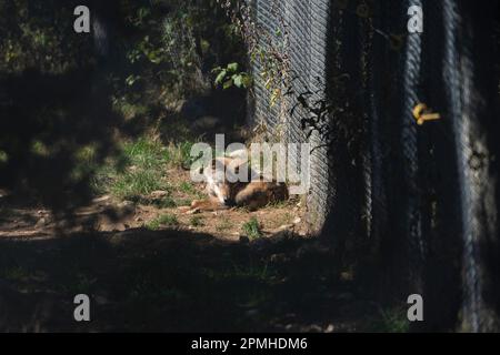 Ona Vidal. Lupo marrone e grigio, sdraiato con gli occhi chiusi. I lupi sono carnivori, preferiscono mangiare grandi mammiferi con zoccoli come cervi, alci, biso Foto Stock