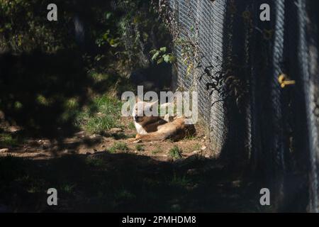 Ona Vidal. Lupo marrone e grigio, sdraiato con gli occhi chiusi. I lupi sono carnivori, preferiscono mangiare grandi mammiferi con zoccoli come cervi, alci, biso Foto Stock