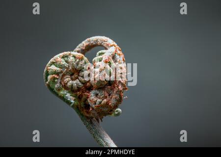 Primo piano di Fern, foresta pluviale Badger Weir, Yarra Ranges, Australia. Particolare della foglia che si srotolano su fondo morbido. Spazio per il testo. Foto Stock