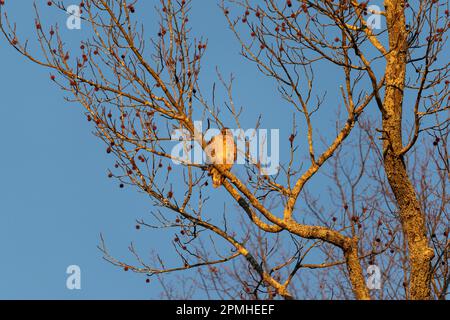 Un falco dalla coda rossa arroccato su un ramo durante una fredda alba invernale. Foto Stock