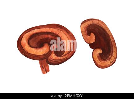 Acquerello Reishi ganoderma lucido fungo. Illustrazione disegnata a mano isolata su sfondo bianco. Concetto perfetto per la medicina cinese sana Foto Stock