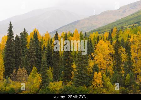 Alberi verdi e gialli dal lago di Tern, penisola di Kenai, Alaska, Stati Uniti d'America, Nord America Foto Stock