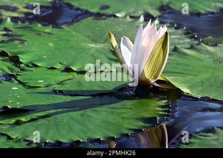 Bellissimo fiore di giglio bianco che fiorisce serenamente su un piccolo ruscello con un cuscinetto di giglio verde vicino a Heviz in Ungheria Foto Stock