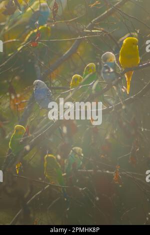 kleiner Vogel im Baum Foto Stock