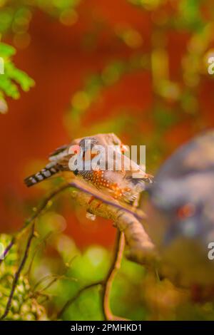 kleiner Vogel im Baum Foto Stock