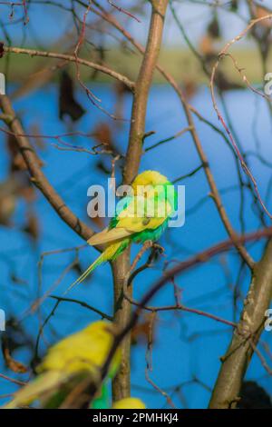 kleiner Vogel im Baum Foto Stock