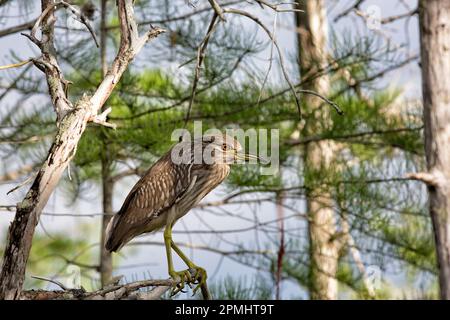 Giovane airone nero coronato notte con occhi arancioni contro foglie di cipresso verde Foto Stock