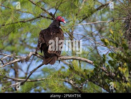 Tacchino avvoltoio, Cathartes aura, arroccato in cipressi alberi - faccia in profilo - Big Cypress Preserve, Florida Foto Stock