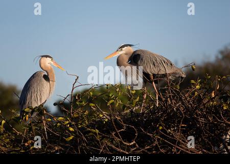 Grande coppia di Blue Heron al Florida Wetland Rookery Foto Stock