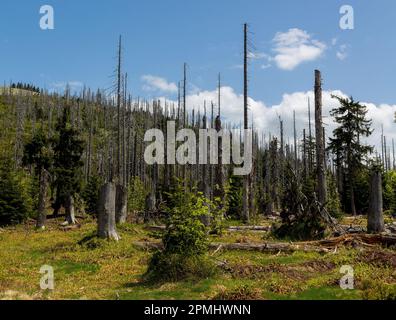 Foresta dieback, alberi morti nella foresta di Lusen, Foresta Bavarese, Germania Foto Stock