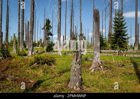 Foresta dieback, alberi morti nella foresta di Lusen, Foresta Bavarese, Germania Foto Stock