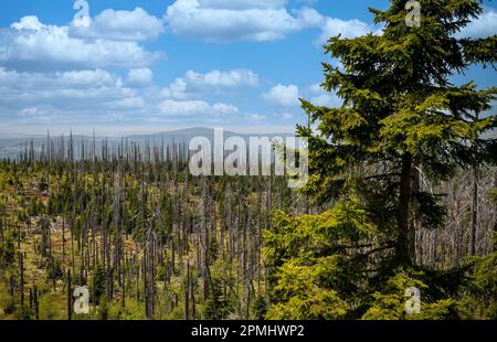 Foresta dieback, alberi morti nella foresta di Lusen, Foresta Bavarese, Germania Foto Stock