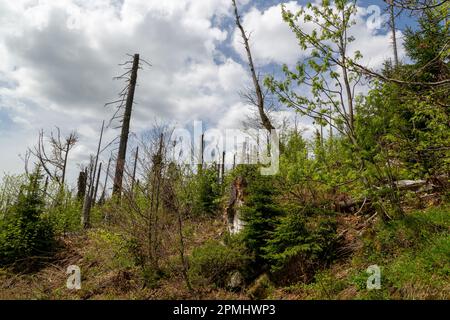 Foresta dieback, alberi morti nella foresta di Lusen, Foresta Bavarese, Germania Foto Stock