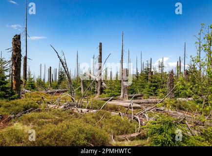 Foresta dieback, alberi morti nella foresta di Lusen, Foresta Bavarese, Germania Foto Stock