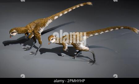 Replica o modello di un Tyrannosaurus Rex di circa un anno. Mostra al Royal Ontario Museum (ROM) Foto Stock