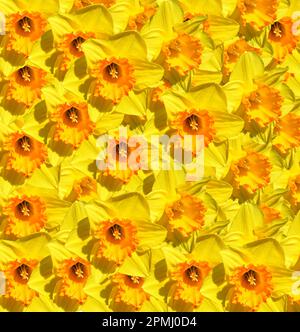 Più Daffodils Nome latino Narcissus Medaglia d'oro fiori Foto Stock