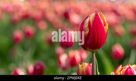 Stupendi tulipani rossi e gialli, fotografati all'RHS Wisley Garden, Surrey, Regno Unito, all'inizio della primavera. Foto Stock