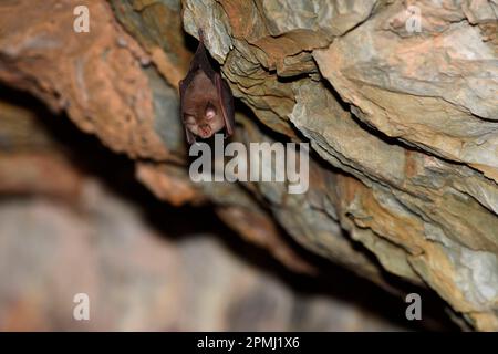 Pipistrello a ferro di cavallo minore (Rhinolophus hipposideros), nei quartieri invernali, vicino a Bad Blankenburg, Turingia, Germania Foto Stock