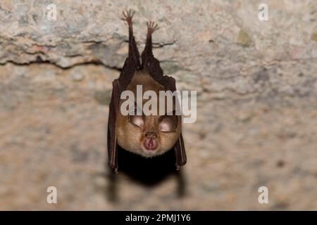 Pipistrello a ferro di cavallo minore (Rhinolophus hipposideros), nei quartieri invernali, vicino a Bad Blankenburg, Turingia, Germania Foto Stock