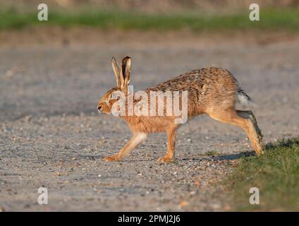 Appena attraversata la strada , una grande e forte Lepre marrone (Lepus europaeus) che si sprigionava attraverso il tarmac . Suffolk , Regno Unito Foto Stock